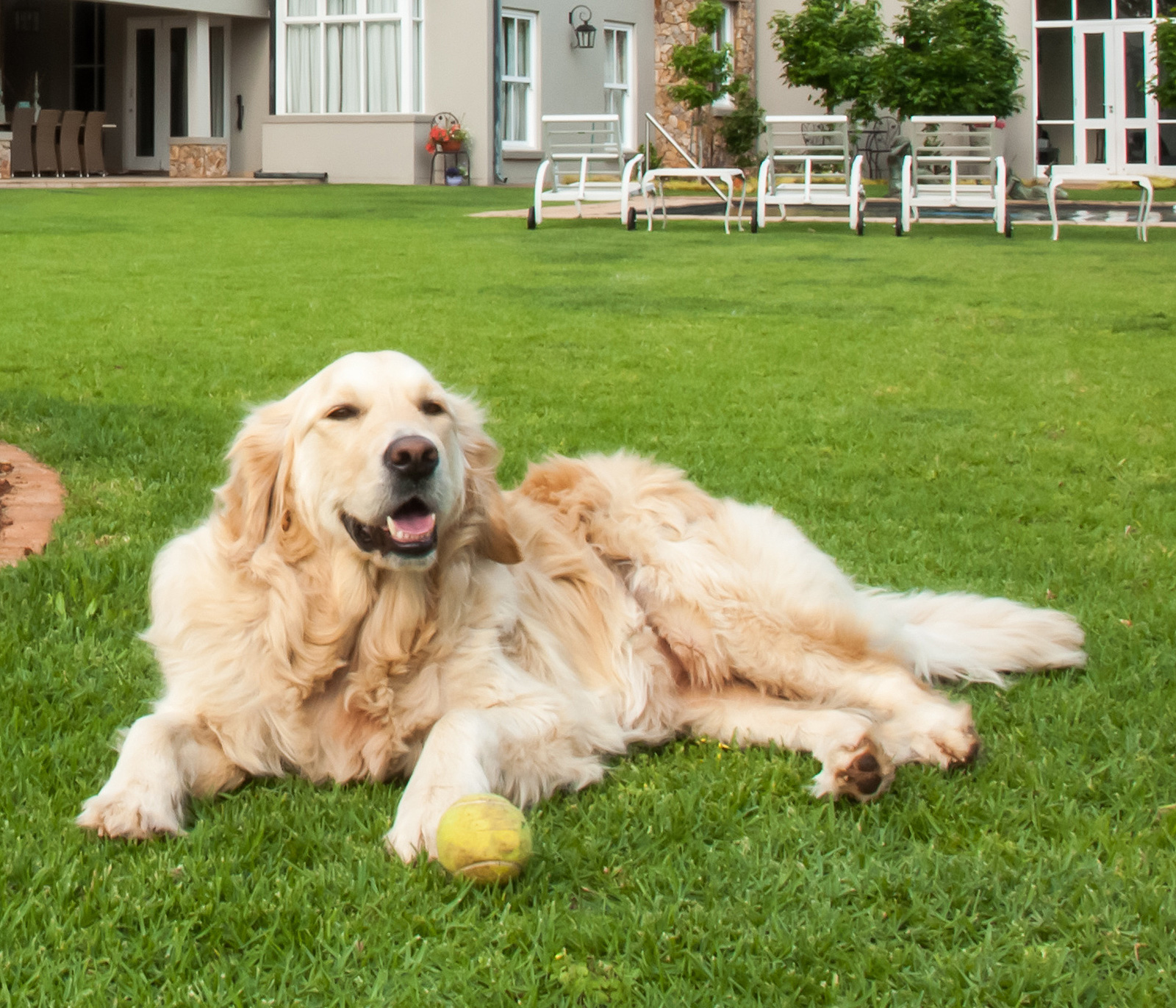 Tick Prevention for Pets