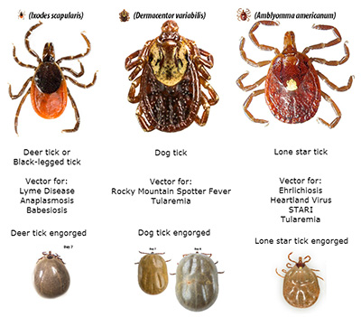 Ticks in CT