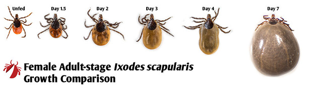 CT Tick Growth Comparison